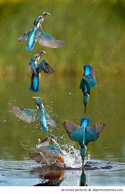 How-some-birds-catch-fish-resizecrop--